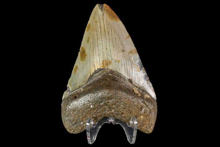 Fossil Megalodon Tooth - North Carolina #104991